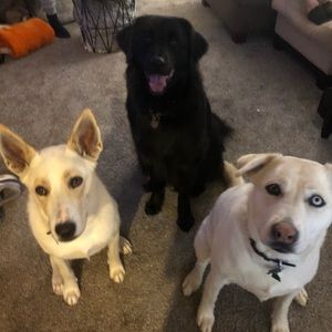 Meet your Posher, Brandon